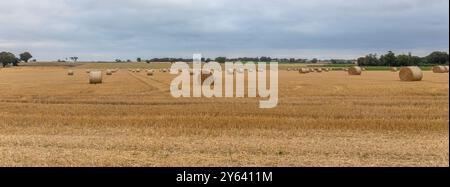 A panoramic rural landscape of an agricultural field containing large round bales of straw. There are no people and space for text Stock Photo