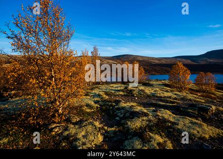 Autumn colored birch trees in last evening sunlight near the lake Avsjøen, Dovre kommune, Innlandet fylke, Norway, Scandinavia. Stock Photo