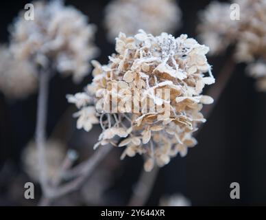 Frosty Hydrangea Shrub Flower Stock Photo