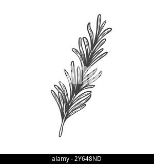 Line drawing of a rosemary branch Stock Vector