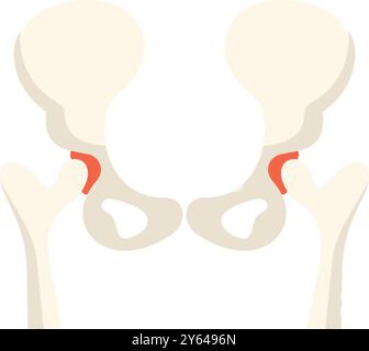 Human pelvic bone showing sacroiliac joint front view on white background Stock Vector