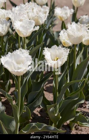 Tulip Honey Moon white fringed flowers and field in spring sunlight Stock Photo