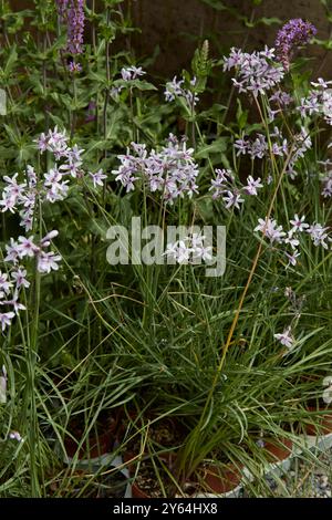 Tulbaghia violacea purple eye or society garlic plants with flowers Stock Photo