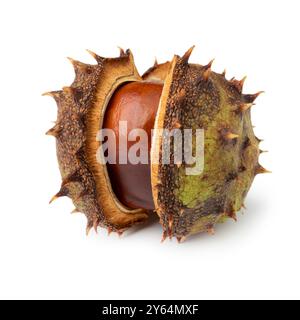 Single Horse chestnut, Aesculus hippocastanum, close up isolated on white background Stock Photo