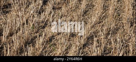Close up area of recently cut wheat crop leaving stubble Stock Photo