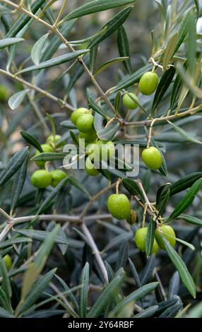green olives on olive tree Stock Photo