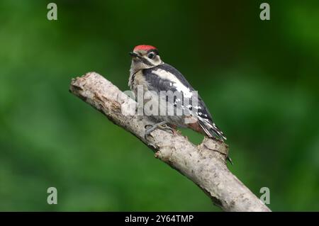 Great spotted woodpecker dedrocopos major Stock Photo