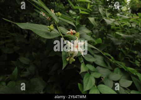 This Medicinal plant often associated with spirituality and tranquility, is a true gem of the natural world. Its white flower unfurls in the evening. Stock Photo