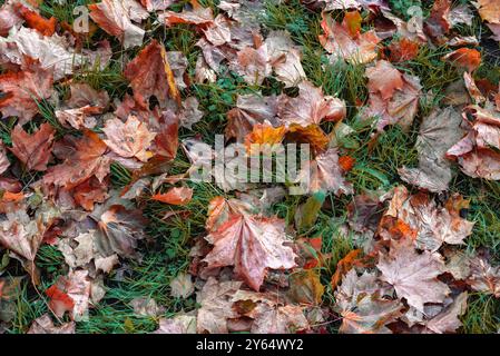 Autumn maple leaves on grass. Backgrounds Stock Photo