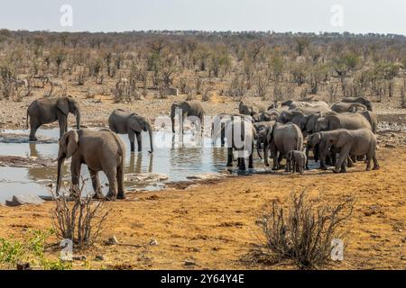 Large herd of elephants drinking at Halali waterhole in Etosha National Park, wildlife safari and game drive in Namibia, Africa Stock Photo