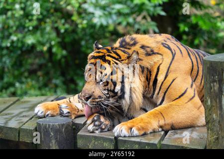 Close up of an isolated Sumatran tiger (Panthera tigris sumatrae) lying down and licking its paw. Stock Photo