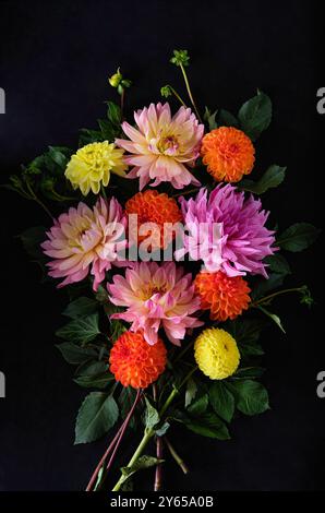 striking arrangement of colorful dahlias, including pink, yellow, and orange hues, set against a dark black background. The vivid colors and natural f Stock Photo