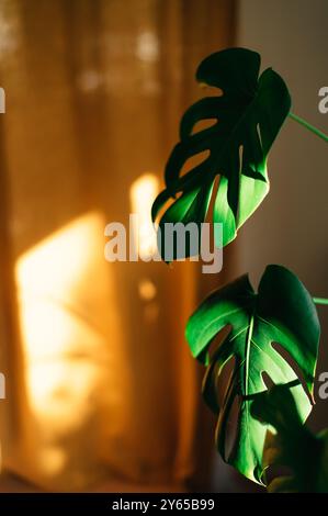 monstera leaves close up on yellow background. High quality photo Stock Photo