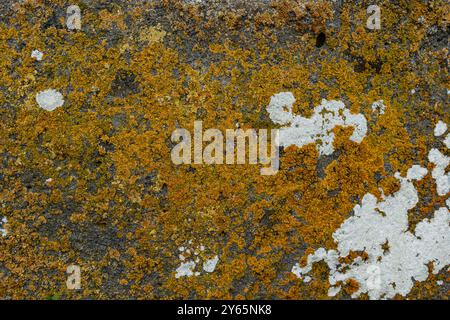 Textured stone surfaces in Tedjisi, Georgia, covered with vibrant yellow and white lichens, conveying a sense of historical depth and natural beauty Stock Photo