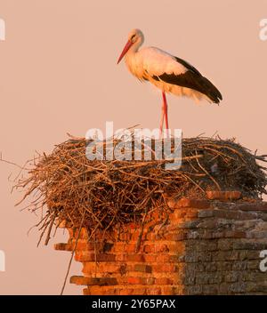 An elegant white stork stands on a large nest made of twigs, positioned atop an ancient brick structure The warm glow of sunset illuminates the scene, Stock Photo