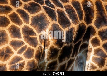 This image features a detailed close-up of the distinctive, patterned skin of a giraffe from Nakuru, Kenya, highlighting the unique spots and texture Stock Photo