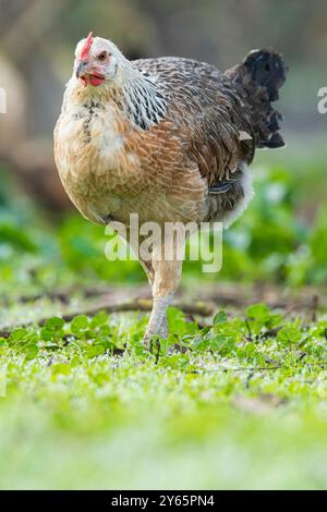A free range hen explores and forages in a lush field, exemplifying sustainable farming and natural poultry behavior. Stock Photo