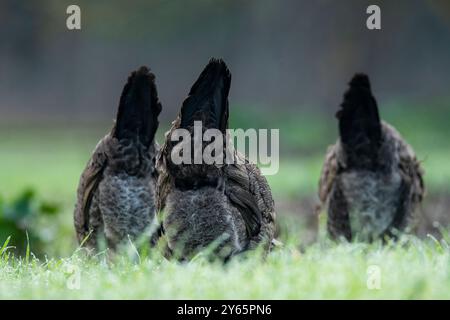 A peaceful scene of free range hens and roosters exploring and foraging in a lush field demonstrates natural chicken behavior. Stock Photo