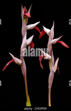 An elegant close-up of two stems of wild orchids with a striking red and white coloration, isolated on a black background. Stock Photo