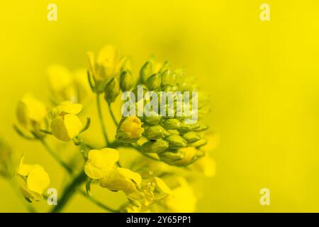 A close-up image capturing the vibrant color and delicate details of yellow flowers Stock Photo