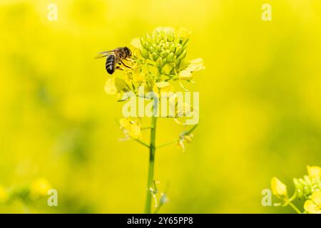 A bee meticulously collects pollen on a sunny day, surrounded by luminous yellow flowers in full bloom. Stock Photo