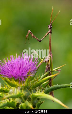 A delicate Empusa pennata mantis perched elegantly on a vibrant purple thistle flower with a soft green backdrop. Stock Photo