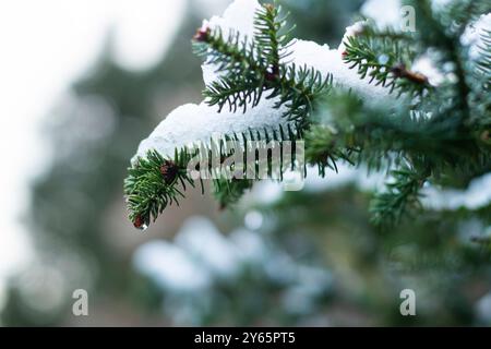 Close-up view of snow accumulating on the deep green needles of fir branches, highlighting the chilly essence of winter Stock Photo