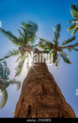 A striking view looking up the trunk of towering palm trees under the bright blue sky in Varadero, Cuba The sun bursts artistically through the lush l Stock Photo