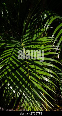 Light and shadow interplay on vibrant green palm fronds in the lush environment of The Gulf of Papagayo, Costa Rica. Stock Photo