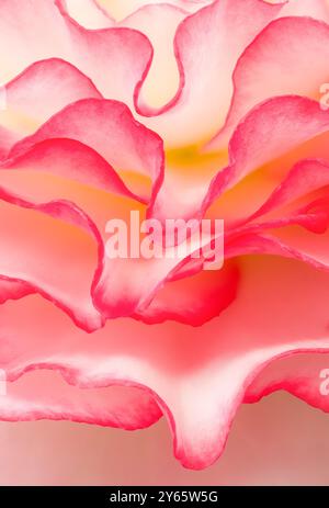 This image captures a close-up view of a soft pink rose petal, highlighting the delicate gradient of color with a dreamy, soft-focus background. Stock Photo
