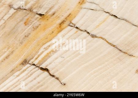 Detailed photo showcasing the intricate, natural patterns and textures of petrified wood The image captures the smooth grains and subtle color variati Stock Photo