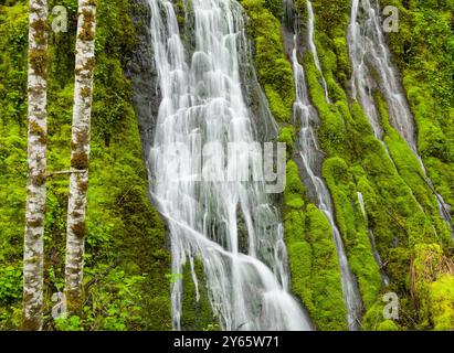 A breathtaking image of a forest waterfall cascading over moss-covered rocks surrounded by lush greenery and birch trees, showcasing the natural beaut Stock Photo