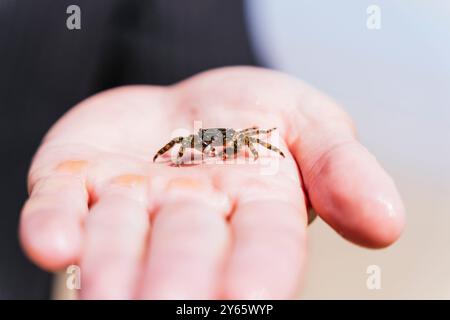 A detailed shot capturing a small crab cautiously perched on the center of a human palm, showcasing its intricate patterns and delicate form against a Stock Photo