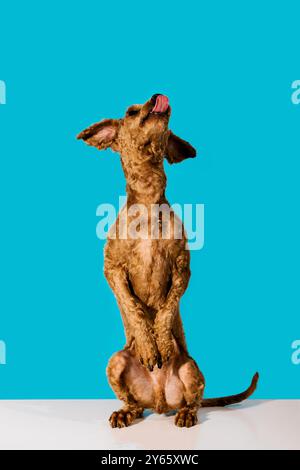 A charming brown dog playfully stands up on its hind legs, tongue out, against a vibrant blue background The dog's engaging pose and cheerful demeanor Stock Photo