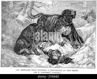 The St Bernard rescue dogs find an injured person in the snow.1883 Stock Photo