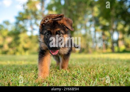 German Shepherd puppy at the park on green grass and sunny day. Playful 8 week old puppy purebred shepherd. Stock Photo
