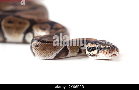 Python snake close-up isolated on white background Stock Photo
