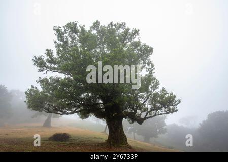 Unesco protected Laurisilva forest with fog and mist shrouded ghostly trees with green foliage and twisted brown stems at Madeira island in Portugal Stock Photo