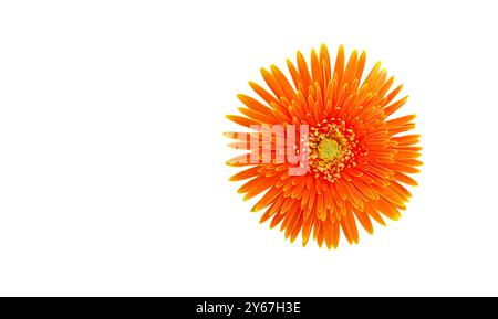 Cut out of orange Gerbera flower with detailed clipping paths, set against a white background, capturing the vibrant petals and intricate floral struc Stock Photo
