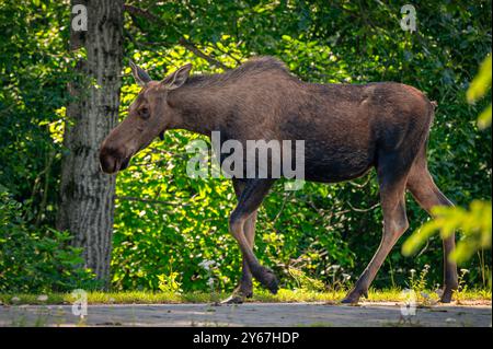 A moose walking through a forest with lush green foliage in the background Stock Photo