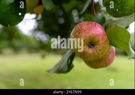 Two red apples dangle from a tree branch surrounded by greenery on a sunny day. Stock Photo
