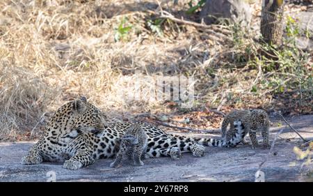 Adult female leopard (Panthera pardus) resting on a flat rock with her two ten-week-old cubs Stock Photo