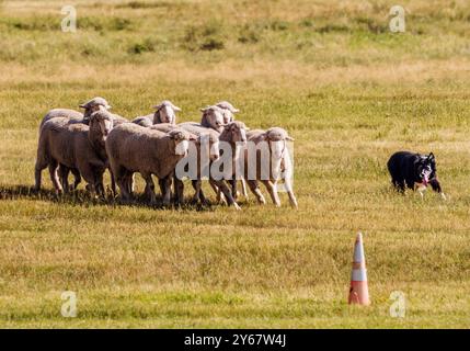 Border Collie herding sheep at the Meeker Classic Sheepdog Championship Trials; Meeker; Colorado; USA Stock Photo