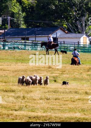 Border Collie herding sheep at the Meeker Classic Sheepdog Championship Trials; Meeker; Colorado; USA Stock Photo