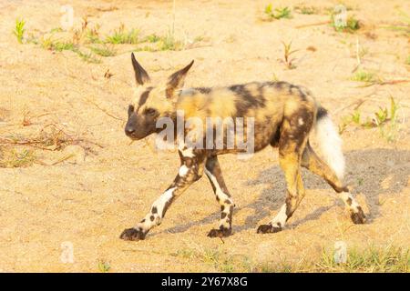Endangered African Wild Dog or Painted Dog ( Lycaon pictus) pup at dawn, Kruger National Park, South Africa. Threats include human killings, human dev Stock Photo