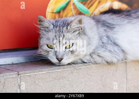 A beautiful gray cat with striking yellow eyes is comfortably laying on a warm sidewalk, enjoying the sunshine and surroundings around it Stock Photo