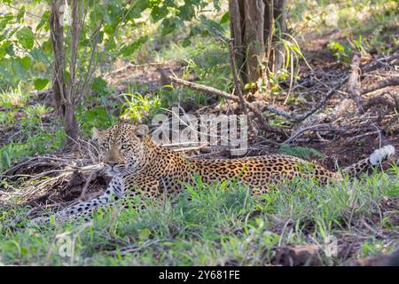 African Leopard (Panthera pardus), lying in broad-leaved woodland Kruger National Park, South Africa Stock Photo