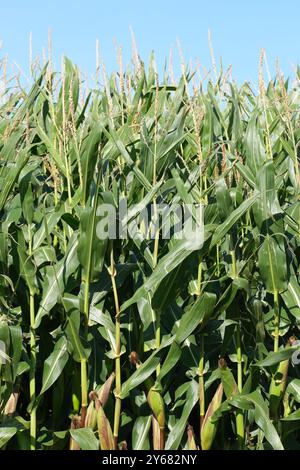 Maize corn growing tall in UK in September 2024 Stock Photo