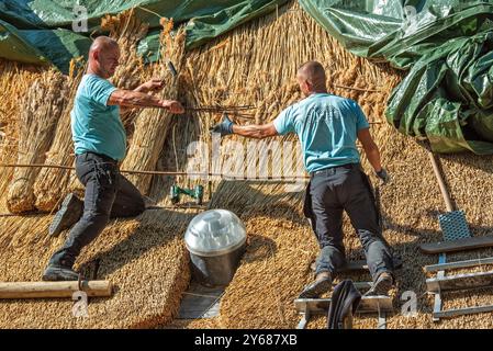 Thatch works by thatchers on thatched roof showing yelms, bundles of water reed used as roofing material for roof covering on traditional house Stock Photo
