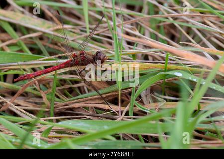 Ruddy darter Sympetrum sanguineum, on grass blood red body male has constriction to towards front of abdomen four red spots at wing base brown eyes Stock Photo